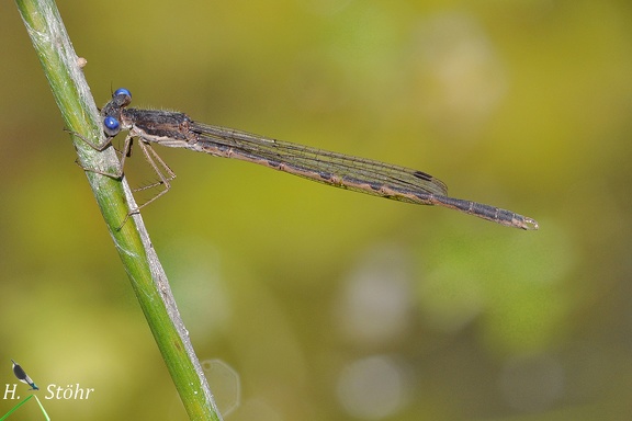 Gemeine Winterlibelle (Sympecma fusca)